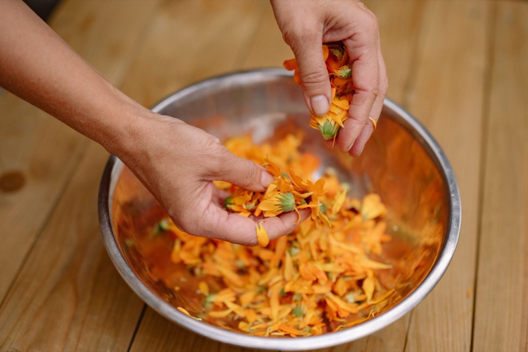 Hands gathering calendula flowers while formulating the balm