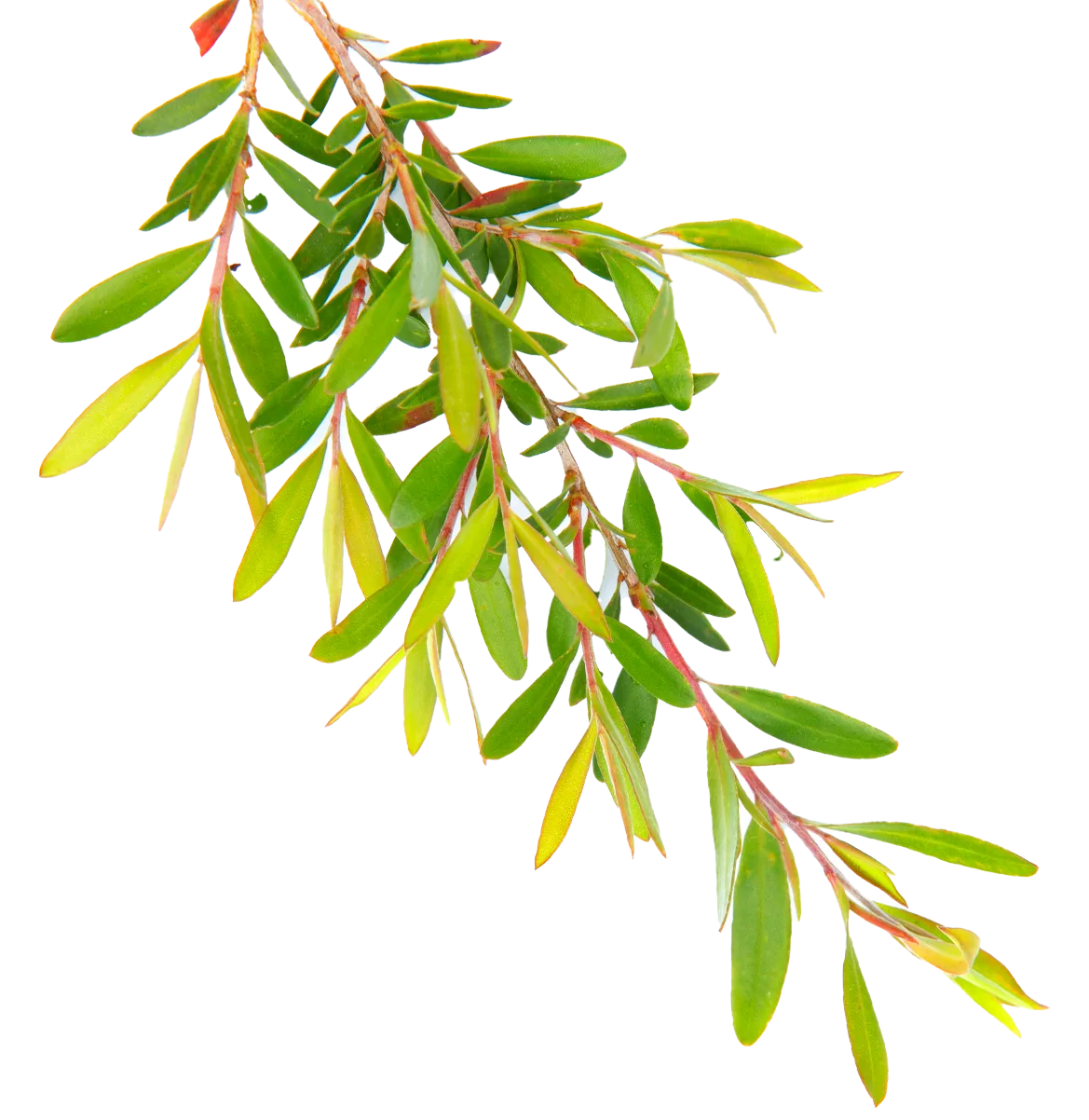 Herbs