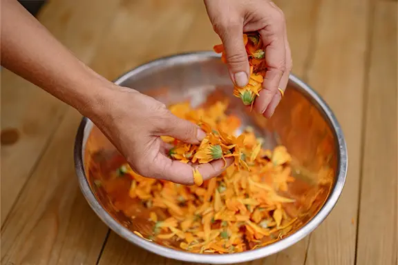 Two hands tearing fresh calendula petals into a steel bowl on a timber bench