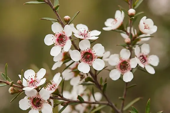 Manuka in flower, small white blooms with deep red centres on fine foliage