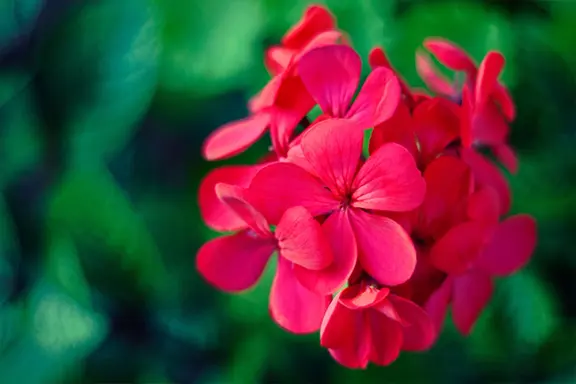 A cluster of rose geranium flowers against softly blurred green foliage