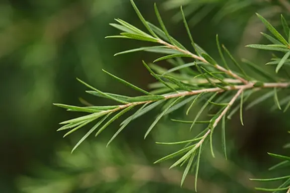 A tea tree sprig in close detail, fine needle-like green leaves