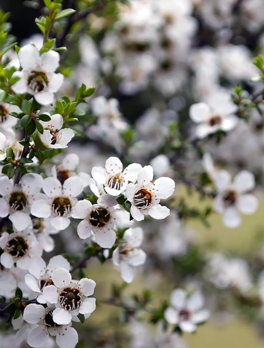 Manuka in bloom, masses of small white flowers with dark centres on fine green foliage